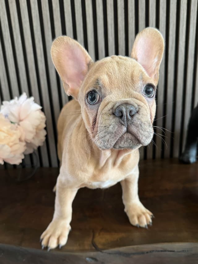 French Bulldog Puppies media 10