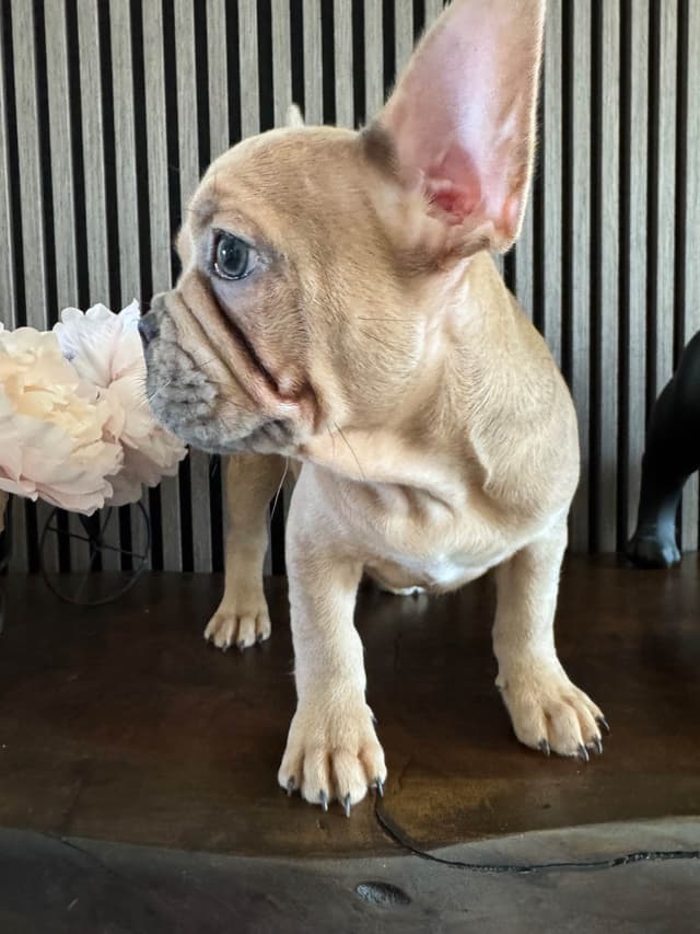 French Bulldog Puppies media 11