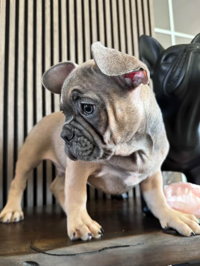 French Bulldog Puppies media 12