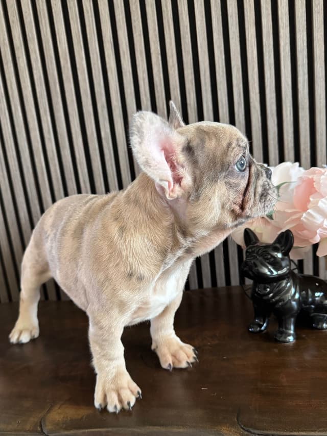 French Bulldog Puppies media 13
