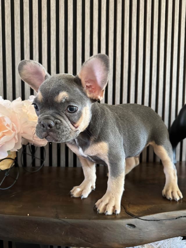 French Bulldog Puppies media 15
