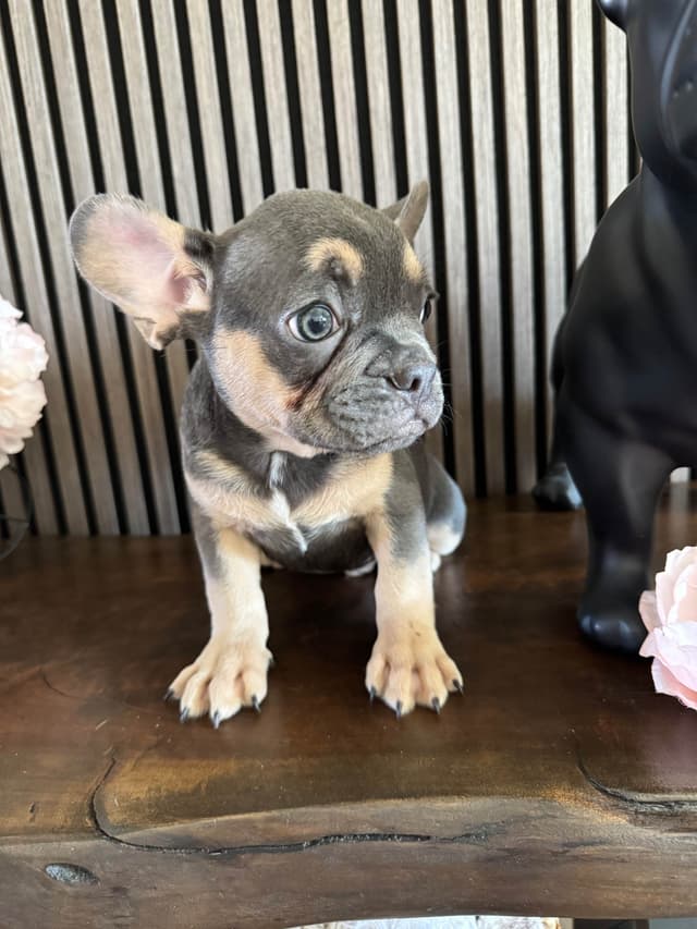 French Bulldog Puppies media 16