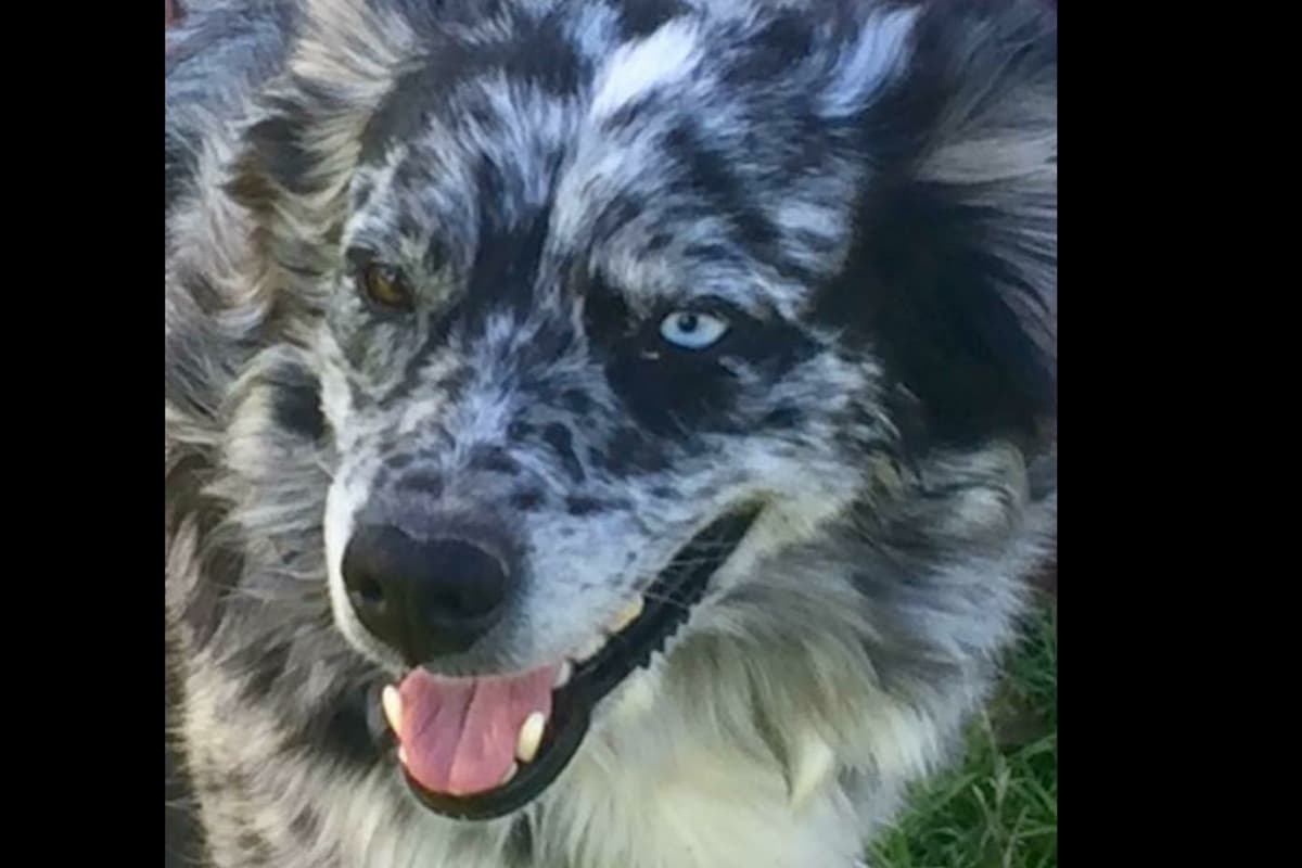 Australian Shepherd Puppies breeder image 3