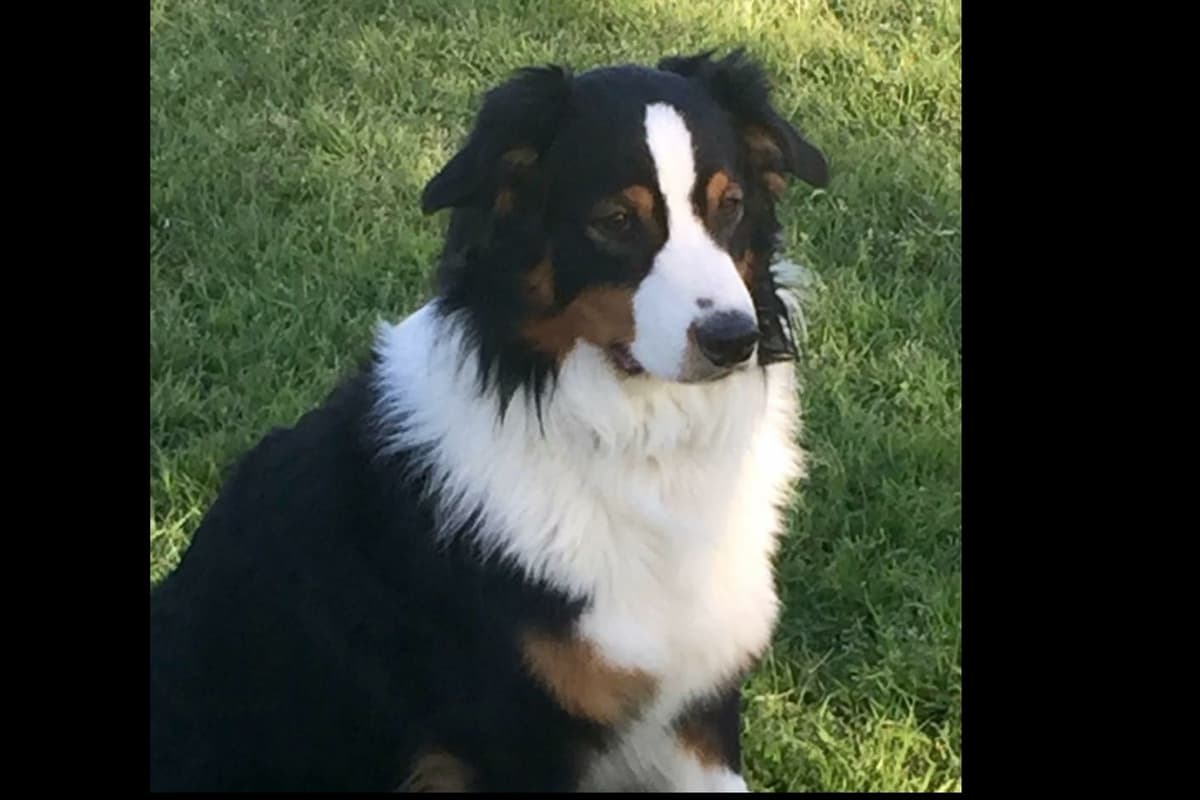 Australian Shepherd Puppies breeder image 2