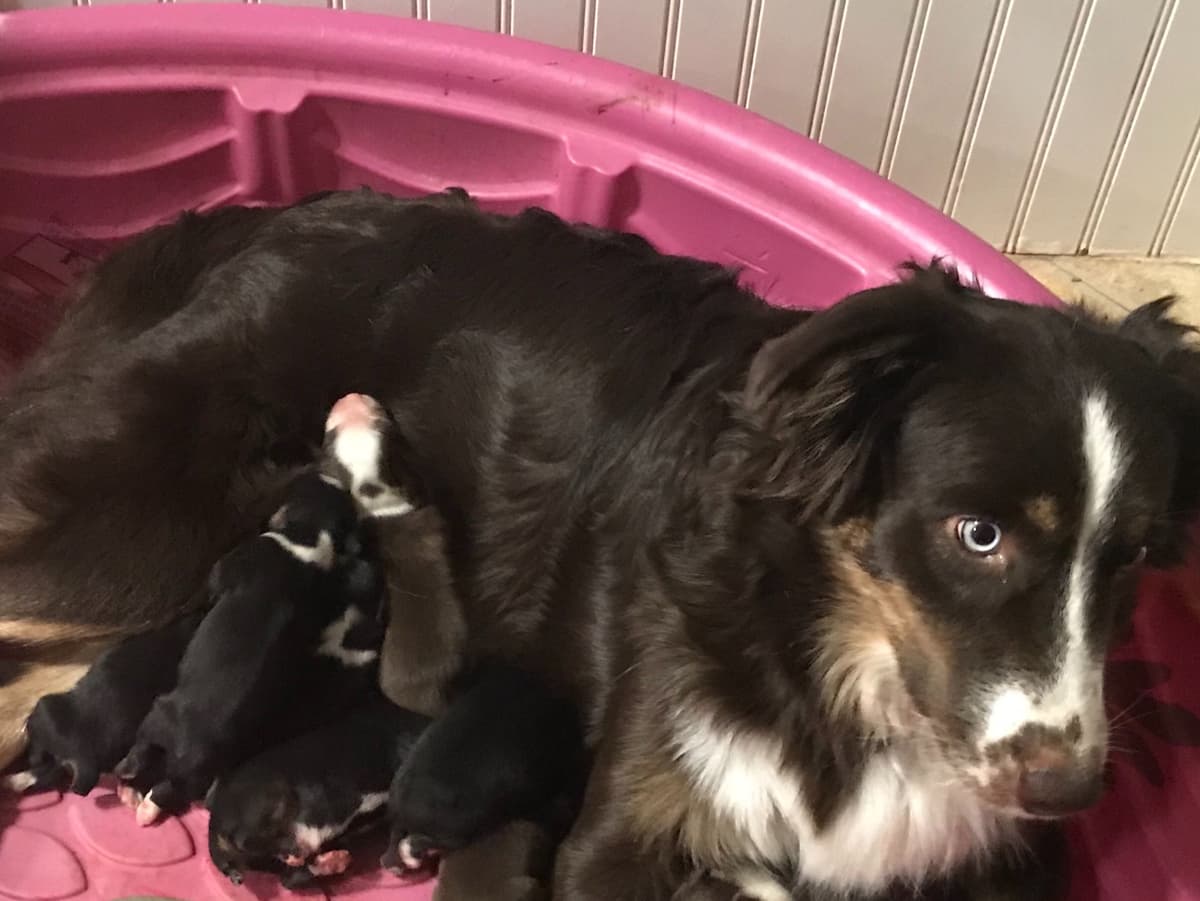 Australian Shepherd Puppies breeder image 4
