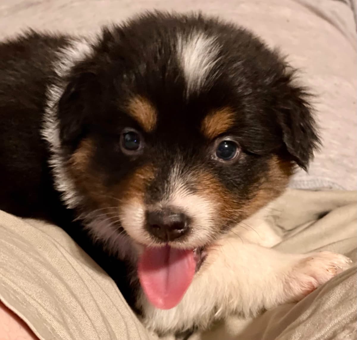 Australian Shepherd Puppies breeder image 5