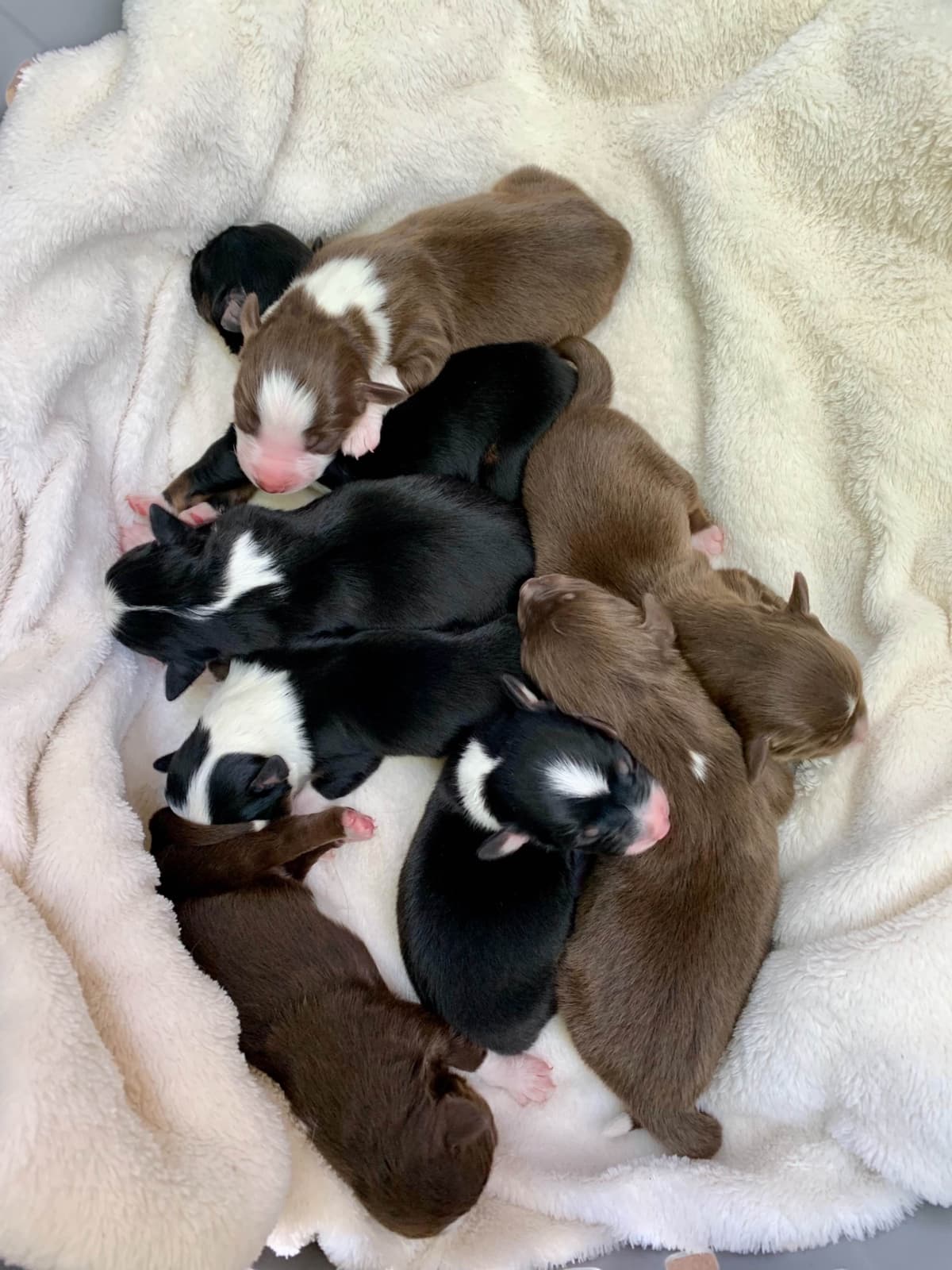 Australian Shepherd Puppies breeder image 7