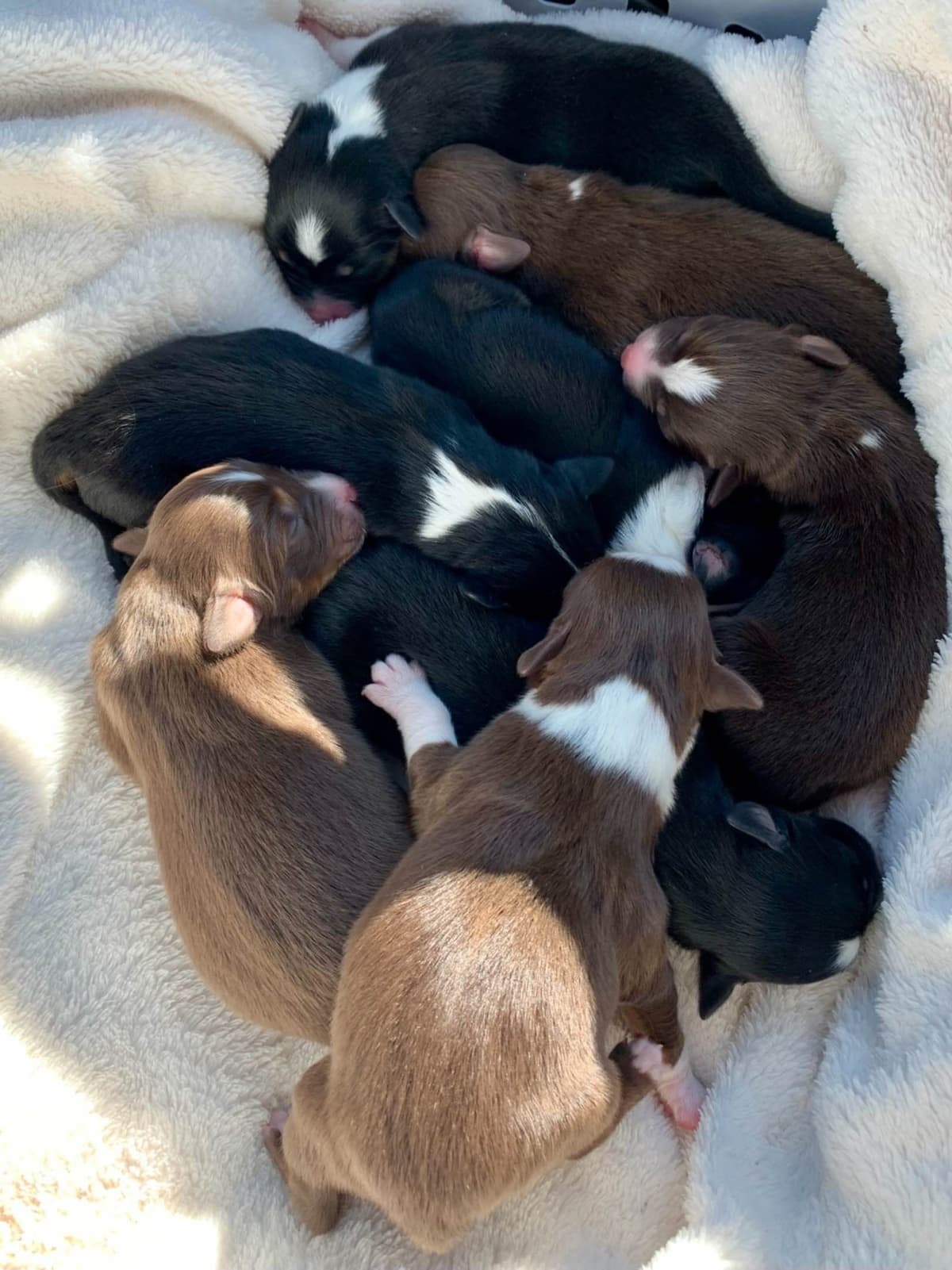 Australian Shepherd Puppies breeder image 8