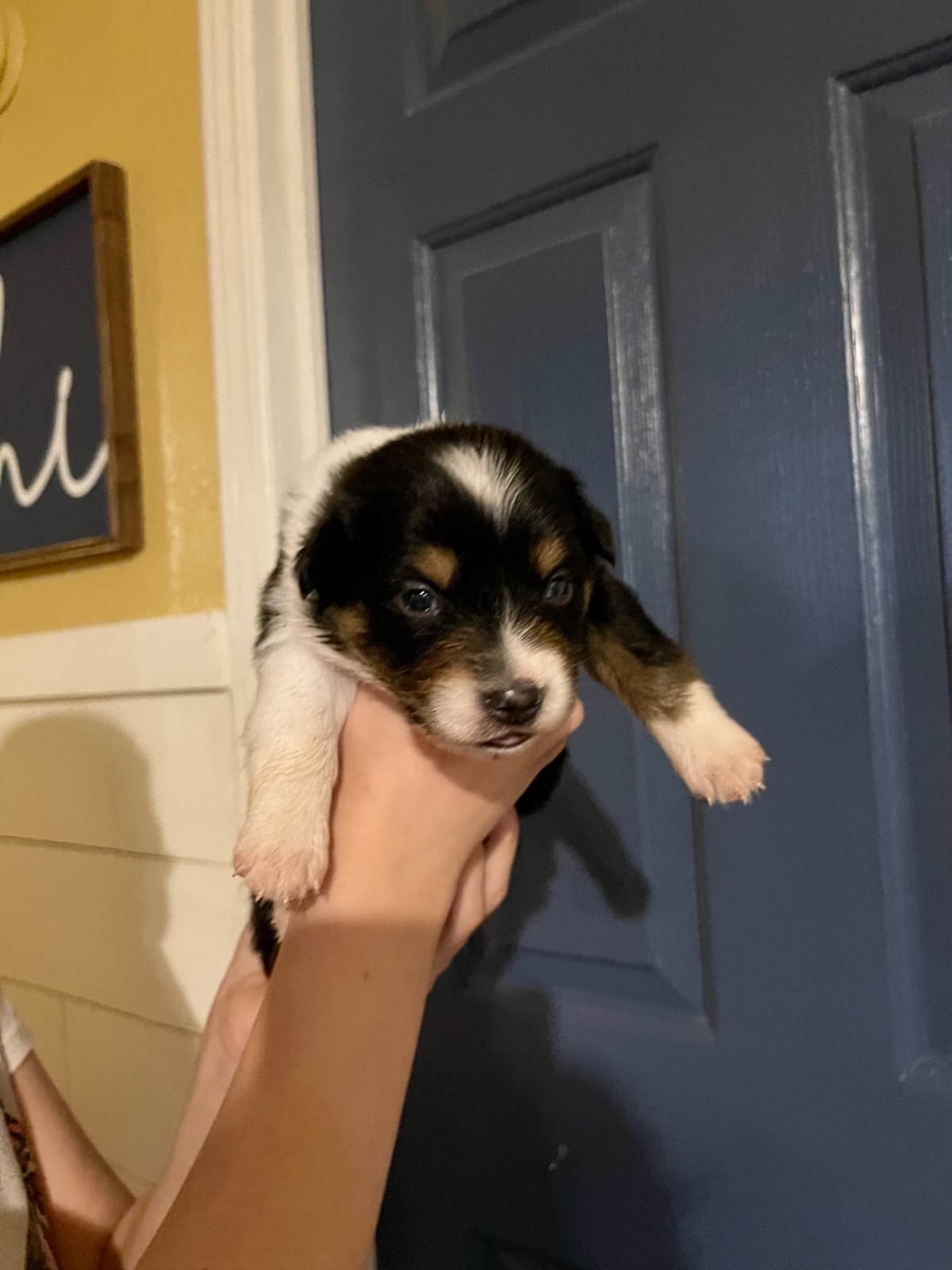 Australian Shepherd Puppies breeder image 9