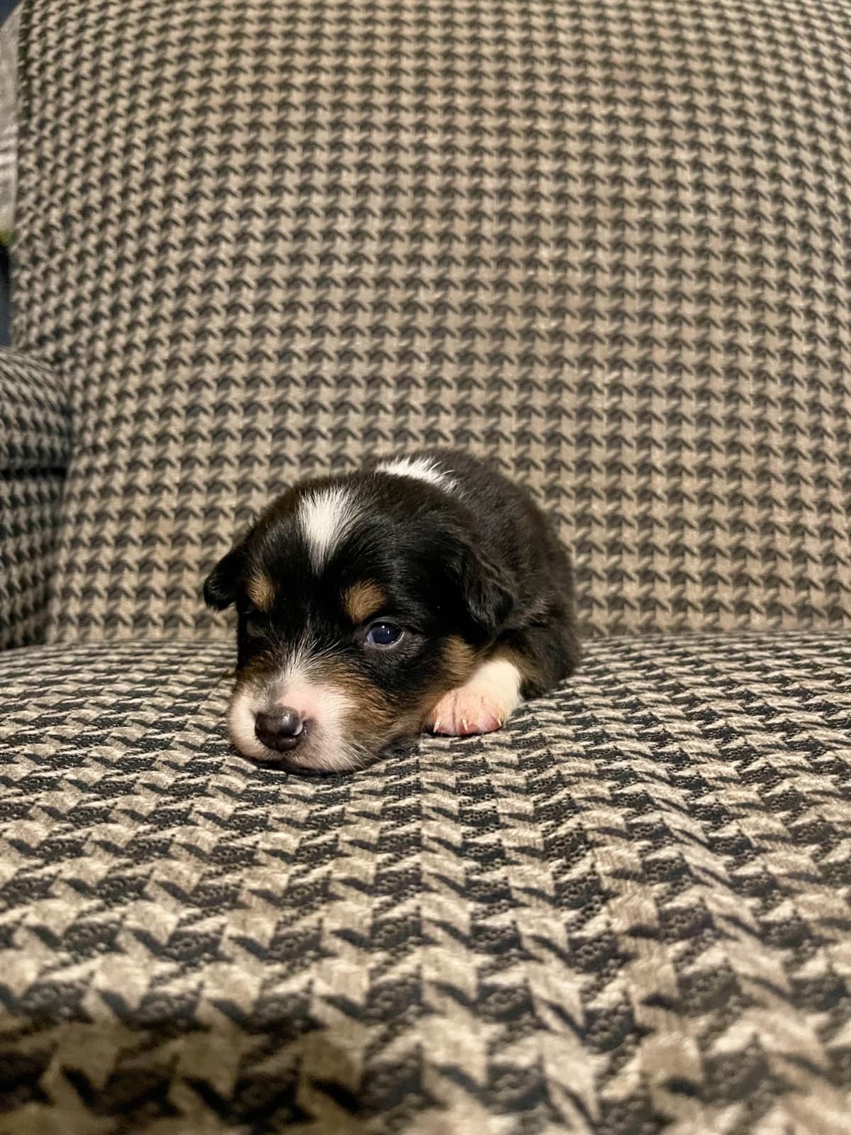 Australian Shepherd Puppies breeder image 11
