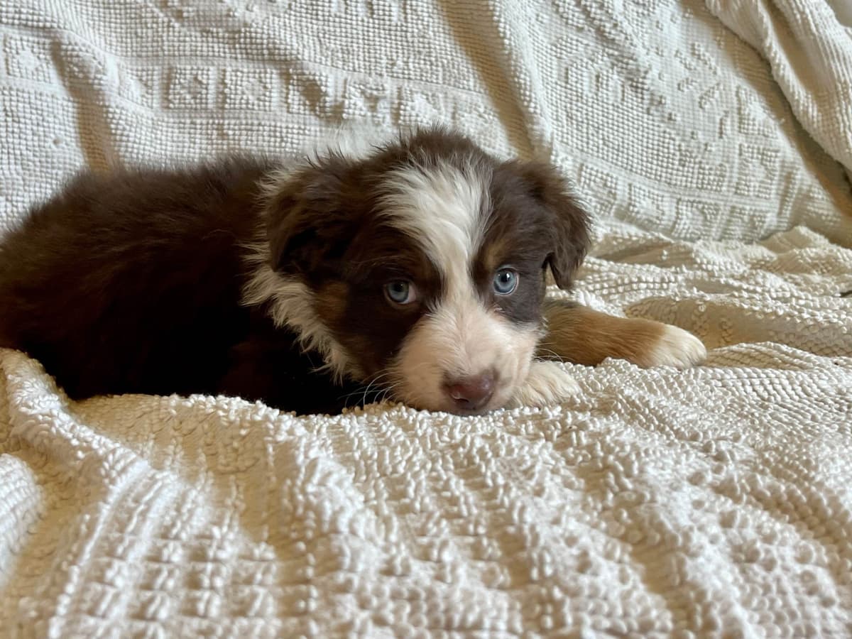 Australian Shepherd Puppies breeder image 12
