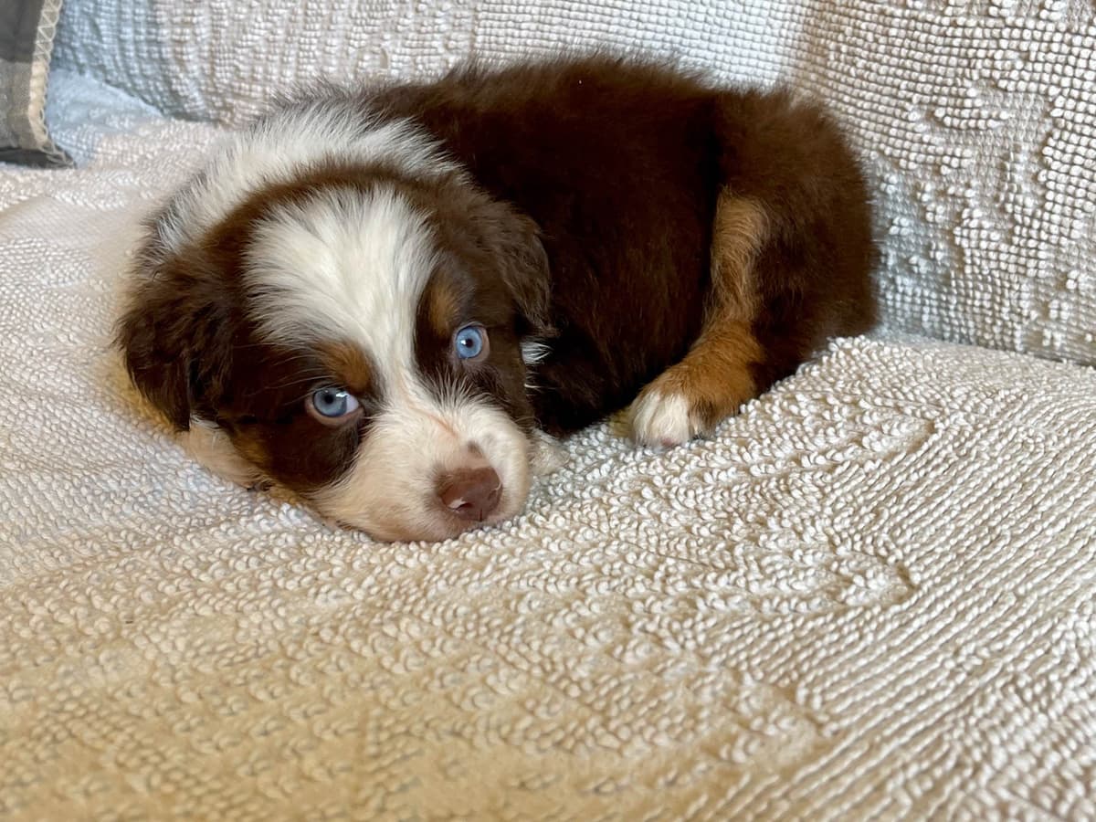 Australian Shepherd Puppies breeder image 13