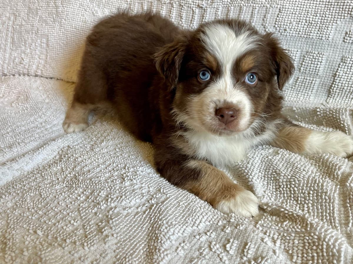 Australian Shepherd Puppies breeder image 15