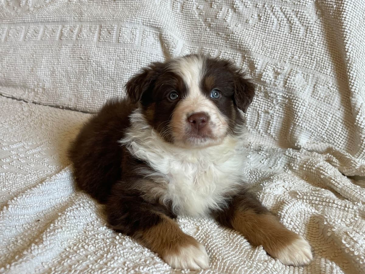 Australian Shepherd Puppies breeder image 14