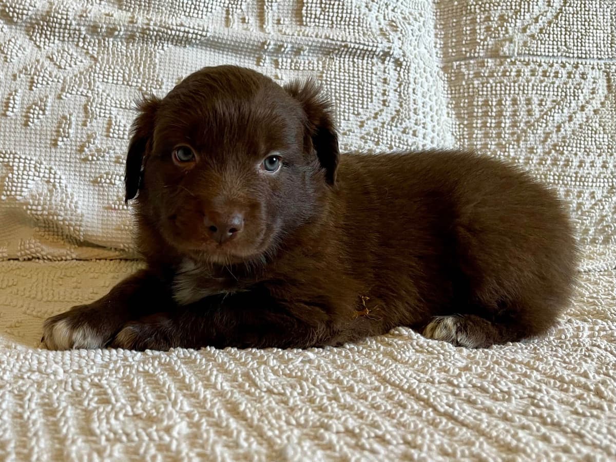 Australian Shepherd Puppies breeder image 16