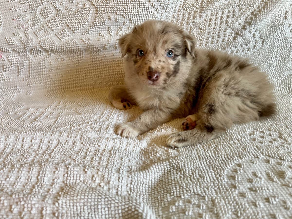 Australian Shepherd Puppies breeder image 17