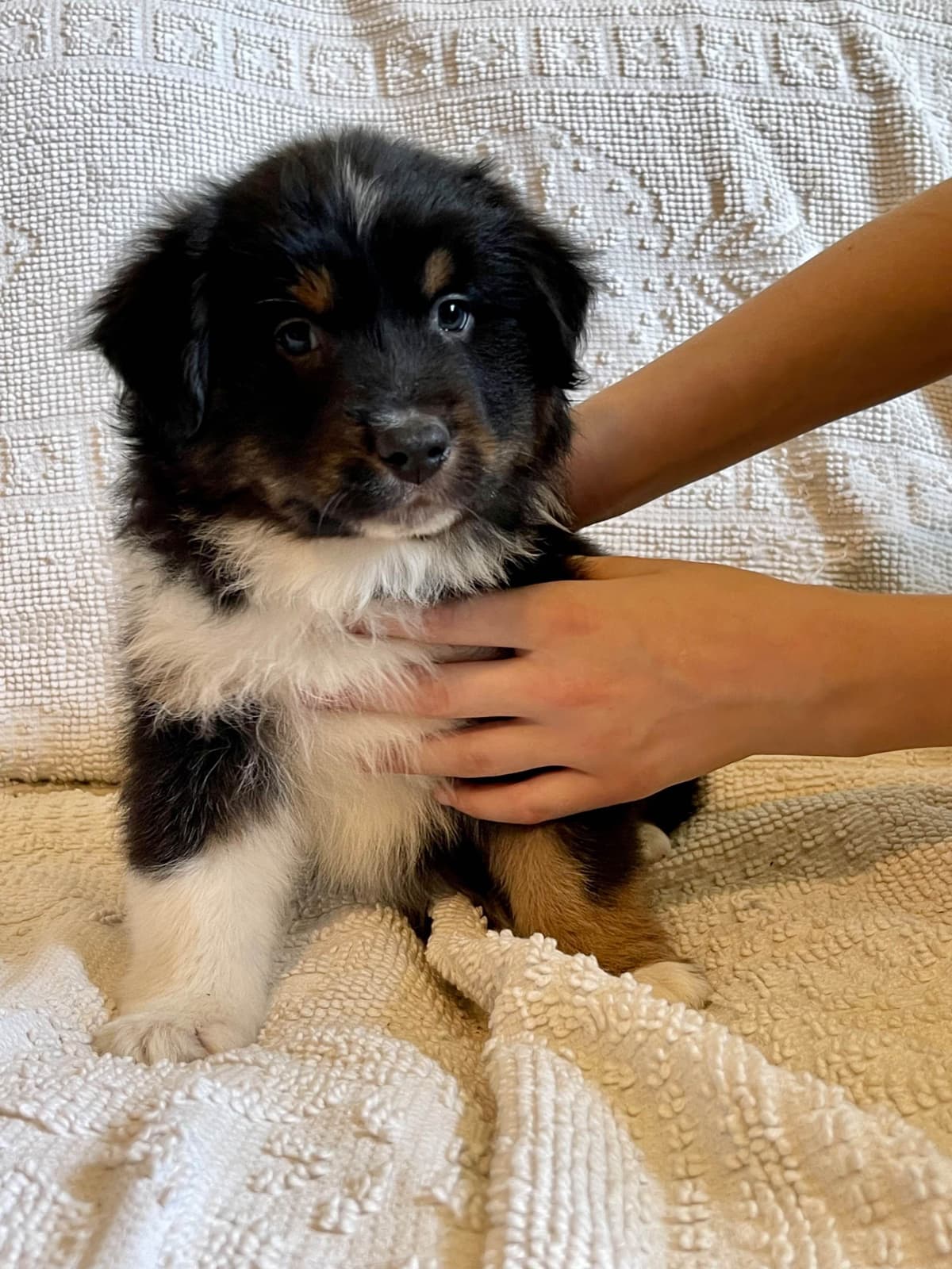 Australian Shepherd Puppies breeder image 18