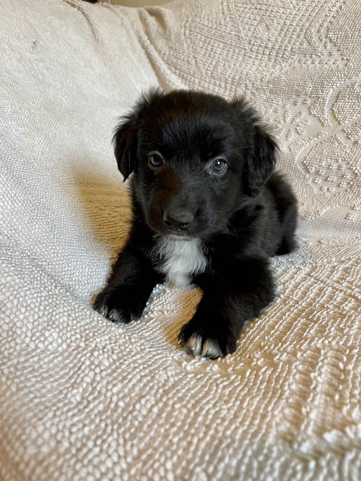 Australian Shepherd Puppies breeder image 19