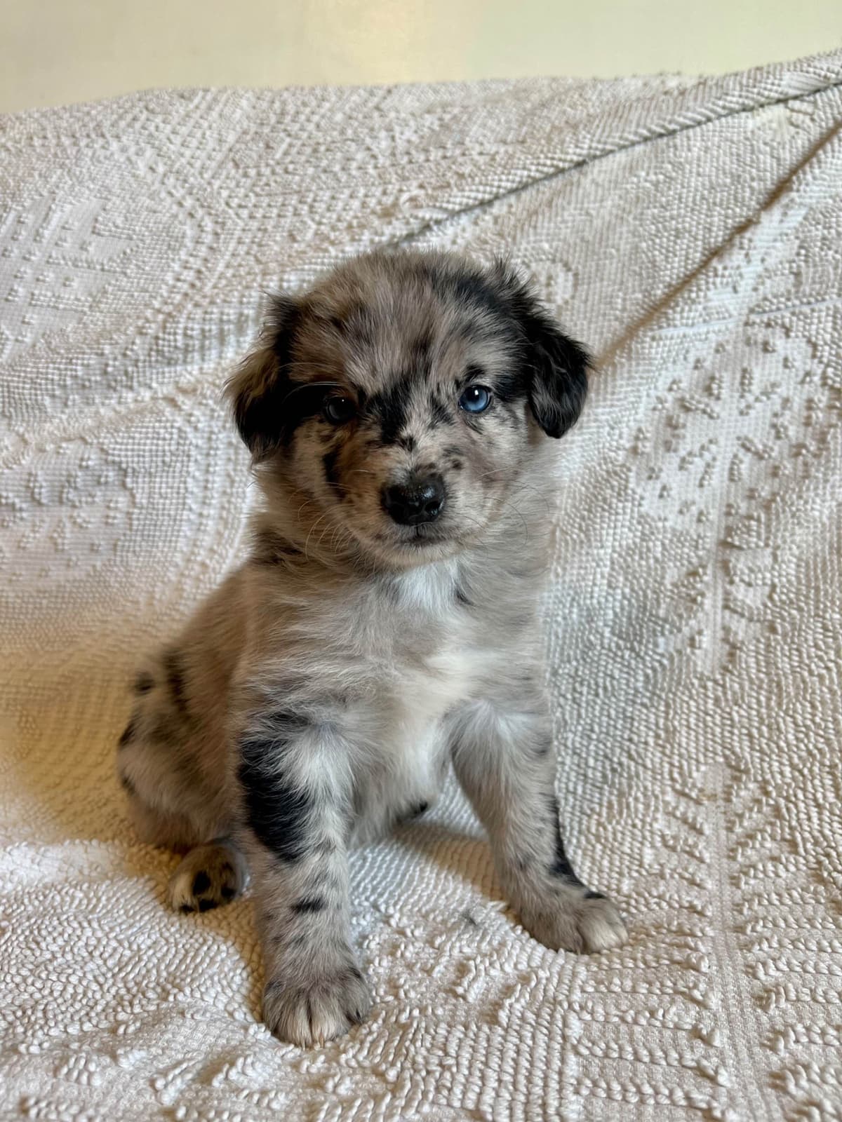 Australian Shepherd Puppies breeder image 20