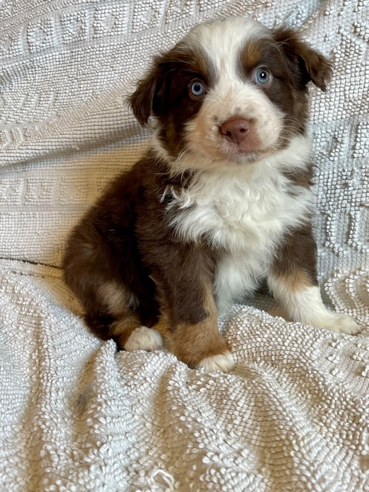 Australian Shepherd Puppies breeder image 21