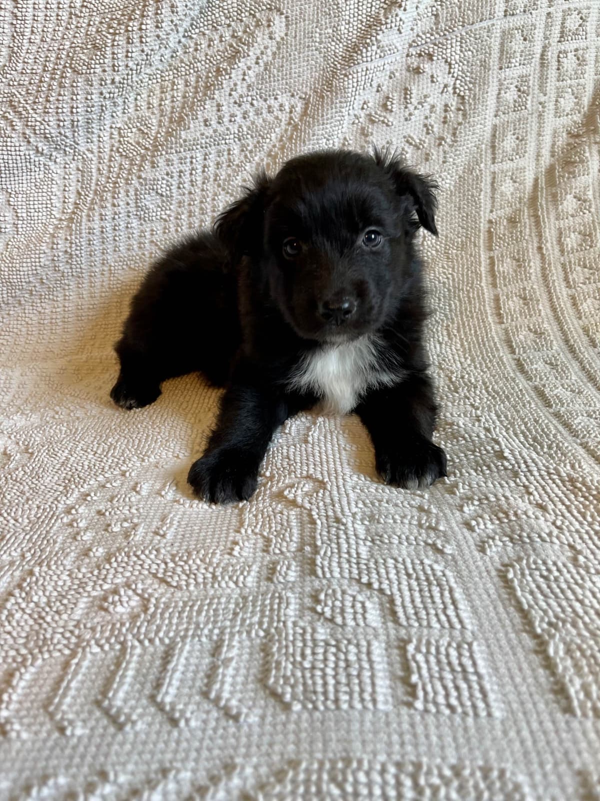 Australian Shepherd Puppies breeder image 22