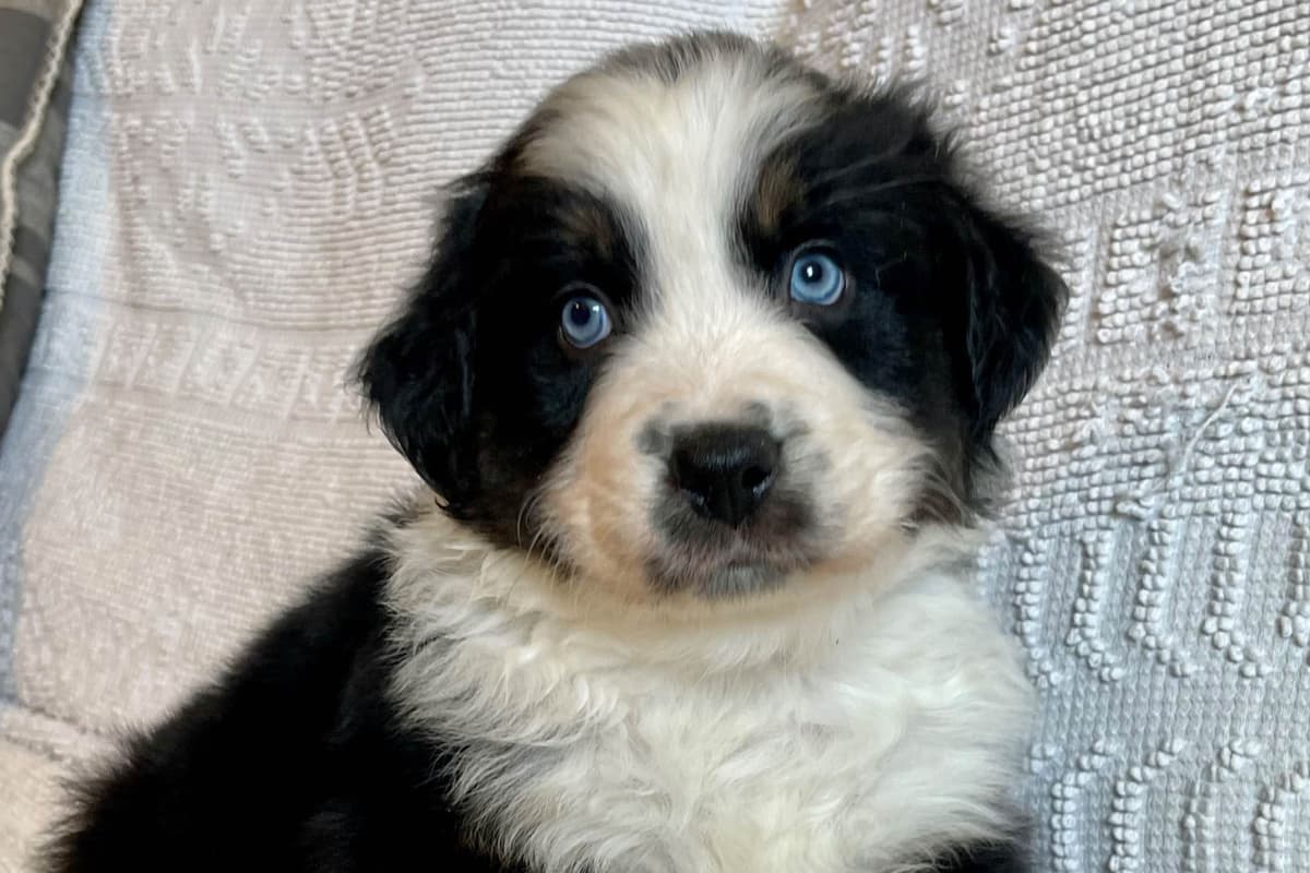 Australian Shepherd Puppies breeder image 1
