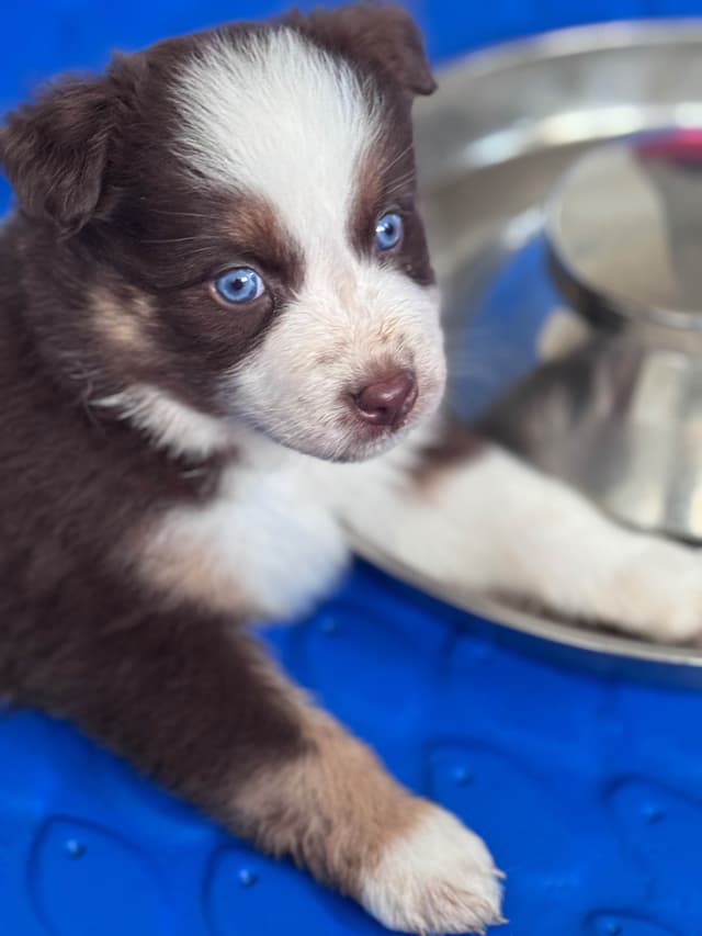 Australian Shepherd Puppies media 2