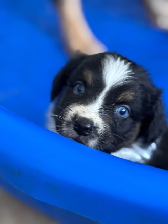 Australian Shepherd Puppies media 5
