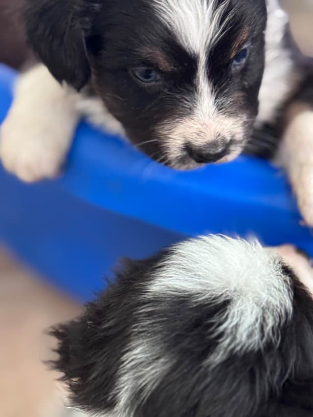Australian Shepherd Puppies media 4