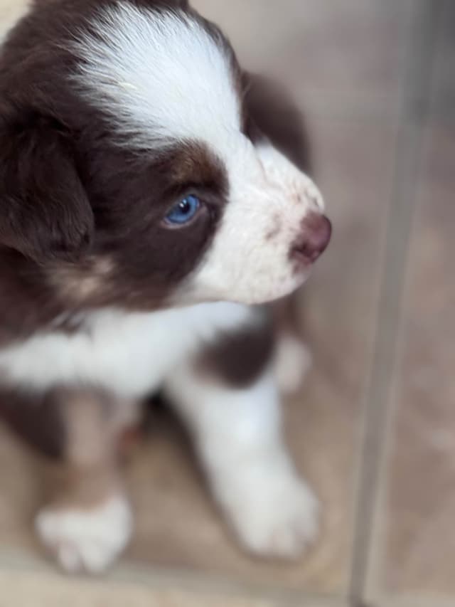 Australian Shepherd Puppies media 3