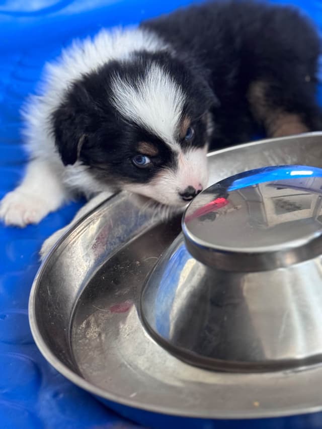 Australian Shepherd Puppies media 8