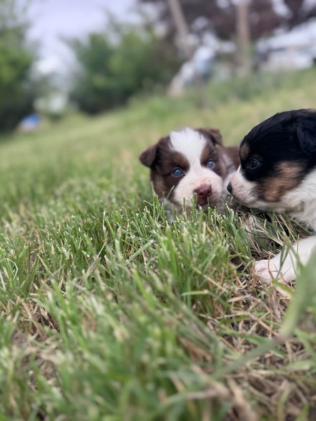 Australian Shepherd Puppies media 6