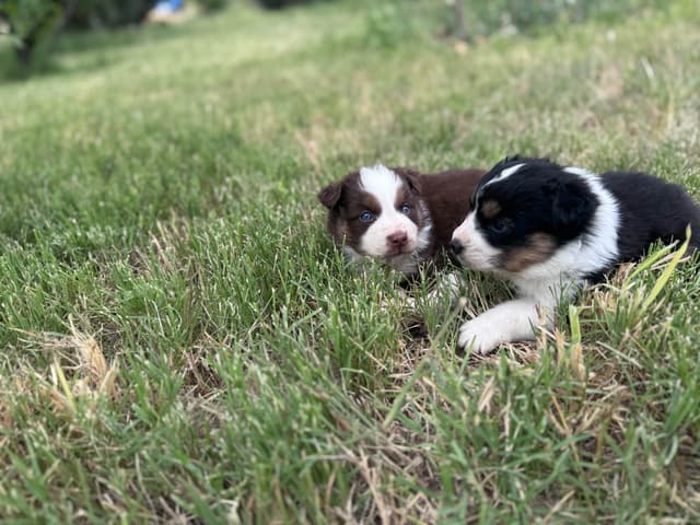 Australian Shepherd Puppies media 11