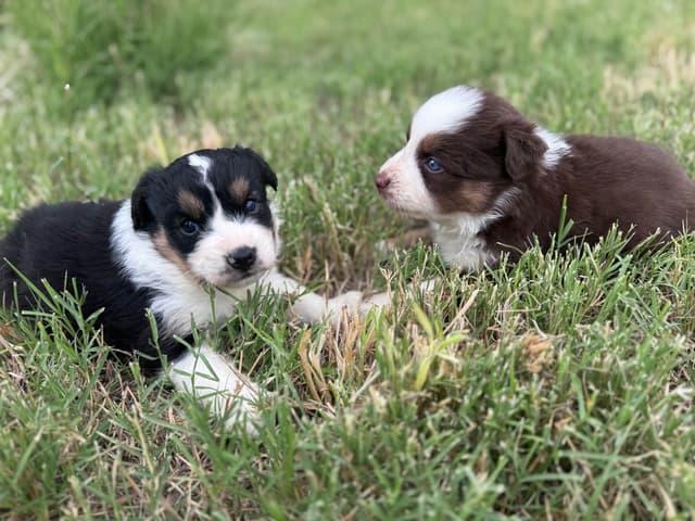 Australian Shepherd Puppies media 10