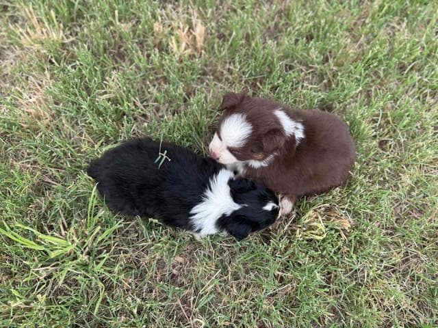 Australian Shepherd Puppies media 9