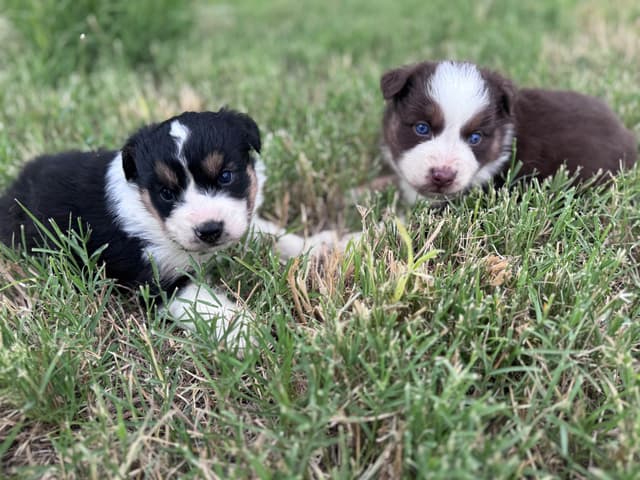 Australian Shepherd Puppies media 7