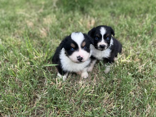 Australian Shepherd Puppies media 13