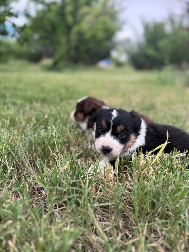 Australian Shepherd Puppies media 12