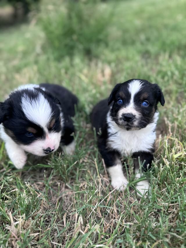 Australian Shepherd Puppies media 16