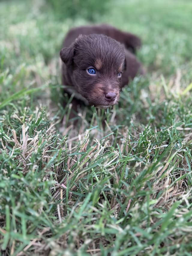 Australian Shepherd Puppies media 20
