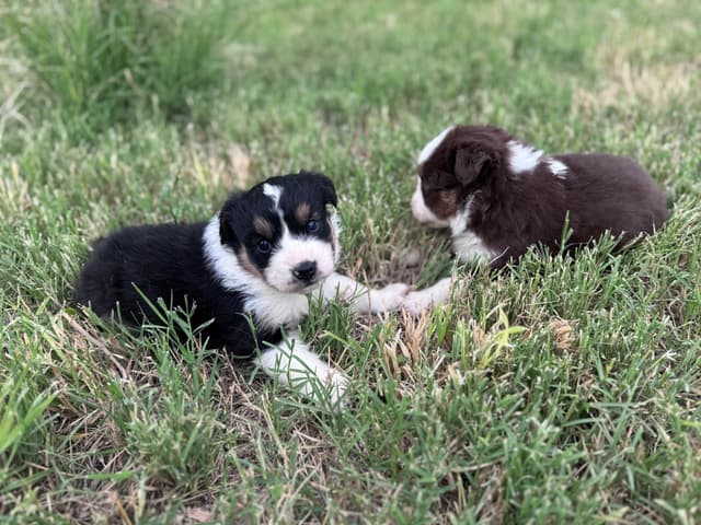 Australian Shepherd Puppies media 14