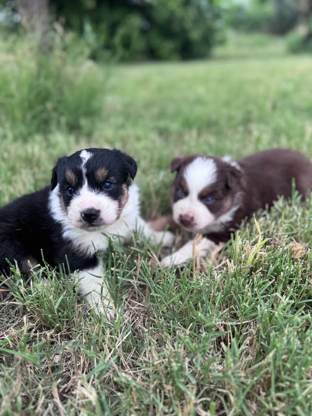 Australian Shepherd Puppies media 19