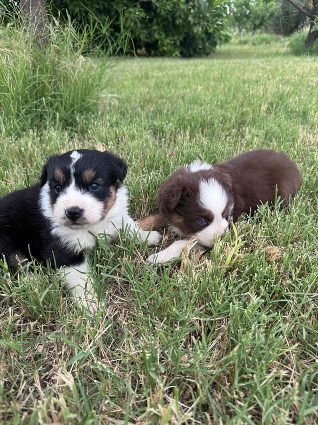 Australian Shepherd Puppies media 18