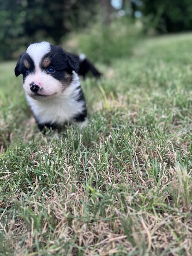 Australian Shepherd Puppies media 17