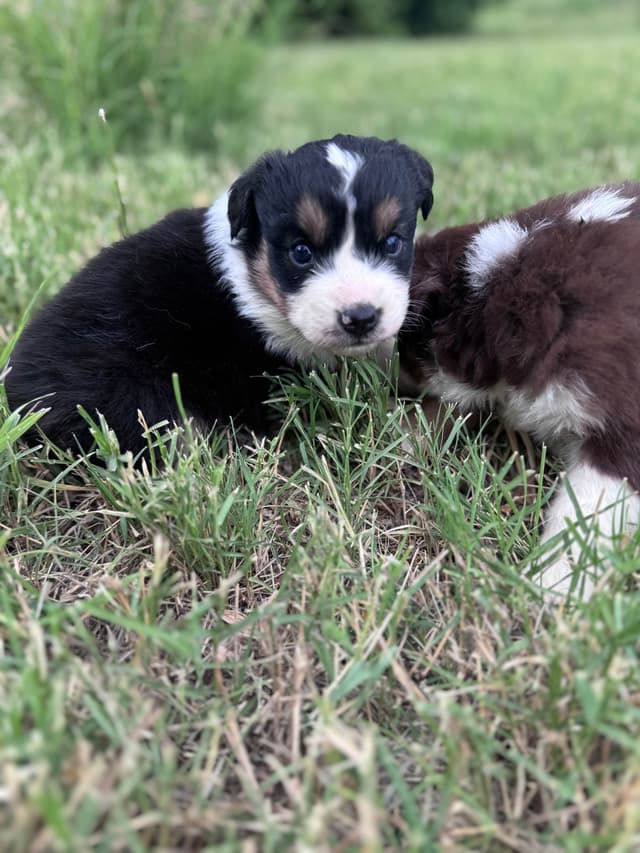 Australian Shepherd Puppies media 21