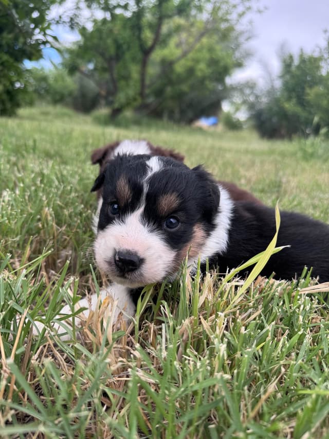 Australian Shepherd Puppies media 15