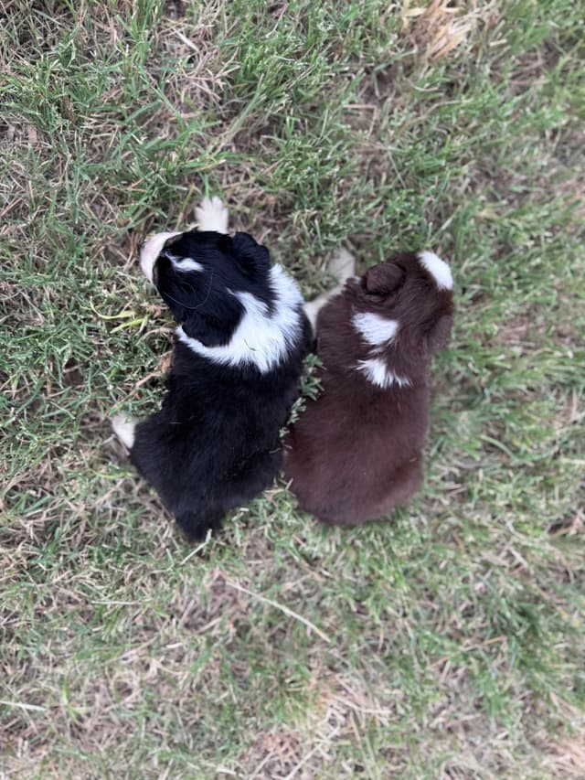 Australian Shepherd Puppies media 22