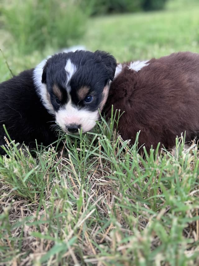 Australian Shepherd Puppies media 23