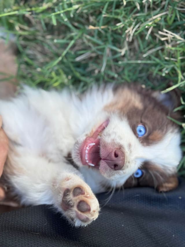 Australian Shepherd Puppies media 26