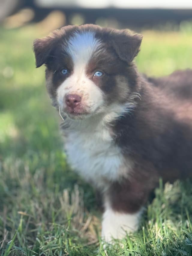 Australian Shepherd Puppies media 27